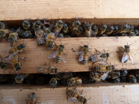 丘ばちプロジェクト