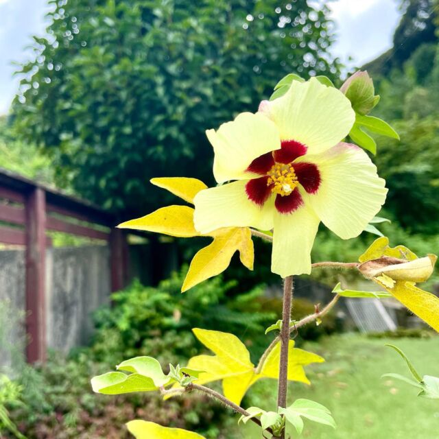 またまた咲きました

#自由が丘和綿プロジェクト 
#自由が丘sdgs宣言 
#和綿