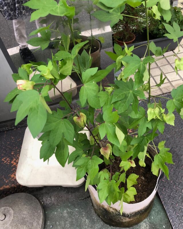 自由が丘ひかり街の店舗脇に
しっかりと育っている和綿。
実もたくさんついているので、そろそろコットンボールがはじけそうです。
#自由が丘和綿プロジェクト #自由が丘sdgs宣言 #和綿の種ひろがるプロジェクト