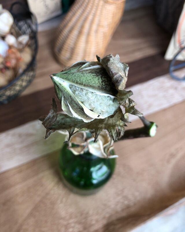 *cotton×cotton*
さて、何色の綿が弾けるでしょうか???
答えはちいさな野菜やさん.unaneの直売所で観察してみて下さいね。 いつ弾けるかはお楽しみに♪
2枚目写真、上が緑綿、下が和綿のガク。
見比べるとやはり違いますねー
3、4枚目写真 ※虫が苦手な方すみませーん💦
緑綿についたピンクのハマキムシ。口にする物によって色が変わる虫がいるというけれど、まさに!和綿についたのは白黄色だったので、思わず珍しいかわいいwwと📷
#ちいさな野菜やさん
#宇奈根
#東京野菜
#エコ農産物
#エコ農産物農家
#野菜の直売所
#地産地消
#メードインアース
#和綿の種ひろがるプロジェクト
#自由が丘和綿プロジェクト
#アンシャンテハーバルカフェ
#和綿
#緑綿
#cotton×cotton
#畑のグループ活動