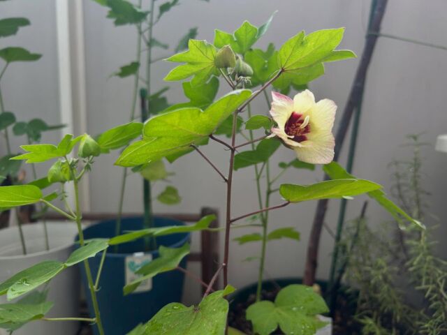 和綿がやっと開花しました🌼ベランダでも育つ！嬉しい！

#和綿 #ベランダガーデニング 
#自由が丘和綿プロジェクト #自由が丘sdgs宣言 
#ヤギガーデン🐐