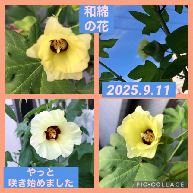 和綿の花!やっと咲き始めました!暑さに負けずに!綿になりますように☀️
自由が丘和綿プロジェクト!

#自由が丘和綿プロジェクト#ひかり街#和綿#花#レーンティーン#フランス🇫🇷カフェｶｰﾃﾝ#敬老の日プレゼント#自由が丘レーンティーン