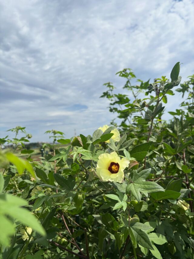 綿はまだちょこちょこだけど、
花がとっても綺麗に咲いていました🌺
お久しぶりのうみくんは、
3兄弟で1番ぽっちゃりさんになっていました🐈

#和綿 #和綿の種ひろがるプロジェクト #自由が丘sdgs宣言 #綿花 #猫 #ぽっちゃり猫 #痩せみえポーズ