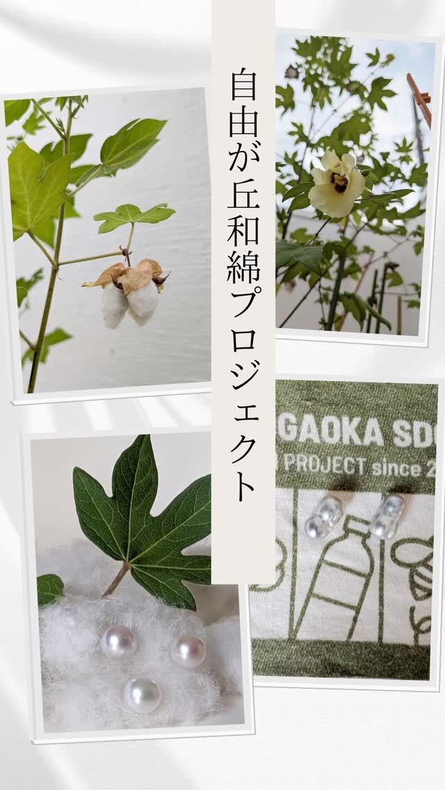 自由が丘振興組合のSDGs活動の1つ、和綿プロジェクト。
2022年から参加して毎年和綿を収穫しています。昨年、参加者で和綿を集めてTシャツも作りました。

和綿の花は次々と咲き、実がはじけると白いコットンが出てきます。夏の楽しみです。

#自由が丘和綿プロジェクト

Shizuku Pearl  自由が丘
国産あこや真珠の専門店
Akoya pearl specialty store

東急東横線・大井町線「自由が丘駅」から徒歩5分
東京都目黒区自由が丘2-17-6 1F 
チャレンジショップ創の実内
定休日：水・第2木曜日
営業時間　11:00ー18:00

#ShizukuPearl#シズクパール
#しずくパール#国産あこや真珠
#あこや真珠#あこやパール
#あこやバロック#バロックパール
#創の実#創の実自由が丘
#チャレンジショップ
#自由が丘の真珠屋
#パールネックレス#パールピアス
#パールリング#パールイヤリング
#日本あこや真珠
#AkoyaPearl
#珍珠之美
#珍珠饰品
#LuxuryPearl
#日本的珍珠