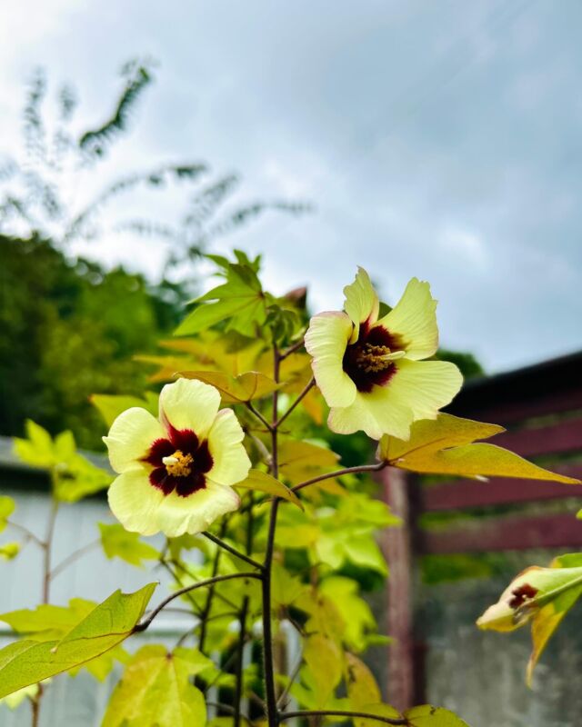 またまたお花咲いた♪

#自由が丘和綿プロジェクト #自由が丘sdgs宣言 #和綿 #和綿プロジェクト #和綿の花