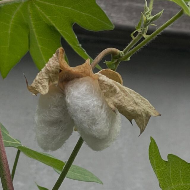 和綿(国産在来種のオーガニックコットン)の花からコットンボールがはじけるまでと、摘み取り方。

【はじけるまでの流れ】

①和綿の花は、透き通るような淡い黄色い可憐な花。
②1〜2日目の夕方には、花は萎れ始め、ピンクがかってきます。
③萎れた花の根元には小さな実ができてきます。
④コットンの実が少しずつ大きくなってきます。
⑤やがてコットンの実は弾けて、ふわふわなワタが溢れ出てきます。

【摘み取り方】

①収穫のタイミングは、弾けてすぐではなく、
たわわ〜と垂れてきた頃が摘み取りどきです。

②摘み取る時は、萼は残したままふわふわな房の部分だけを
下からそっと、やさしく抜き取る感じに。

③摘み取ったワタは、晴れた日に天日干しをして、しっかり水分をとってください。

④摘み取ったワタは、湿気などが入らないよう、密閉して保管してください。

【洋綿とは花も違います】
最後の写真はいわゆる「洋綿」です。
コットンボールも、和綿が下向きに弾けるのに対して、
洋綿は上向きに弾けるんですよ〜。

#自由が丘和綿プロジェクト #メイドインアース #自由が丘sdgs宣言 #自由が丘商店街振興組合 #オーガニックコットン #和綿の栽培 #ワタの収穫