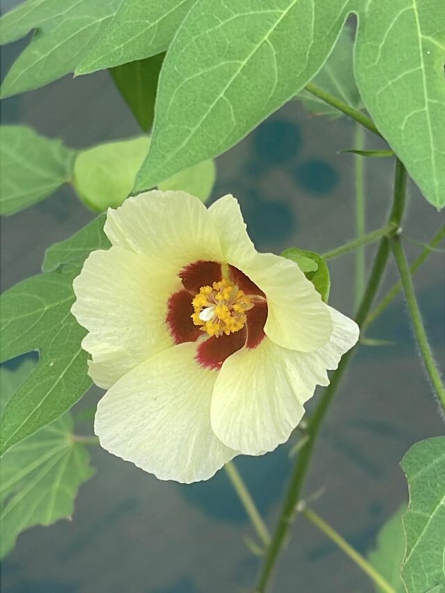 和綿(国産在来種のオーガニックコットン)の花からコットンボールがはじけるまでと、摘み取り方。

【はじけるまでの流れ】

①和綿の花は、透き通るような淡い黄色い可憐な花。
②1〜2日目の夕方には、花は萎れ始め、ピンクがかってきます。
③萎れた花の根元には小さな実ができてきます。
④コットンの実が少しずつ大きくなってきます。
⑤やがてコットンの実は弾けて、ふわふわなワタが溢れ出てきます。

【摘み取り方】

①収穫のタイミングは、弾けてすぐではなく、
たわわ〜と垂れてきた頃が摘み取りどきです。

②摘み取る時は、萼は残したままふわふわな房の部分だけを
下からそっと、やさしく抜き取る感じに。

③摘み取ったワタは、晴れた日に天日干しをして、しっかり水分をとってください。

④摘み取ったワタは、湿気などが入らないよう、密閉して保管してください。

#自由が丘和綿プロジェクト #メイドインアース #自由が丘sdgs宣言 #自由が丘商店街振興組合 #オーガニックコットン #和綿の栽培 #ワタの収穫