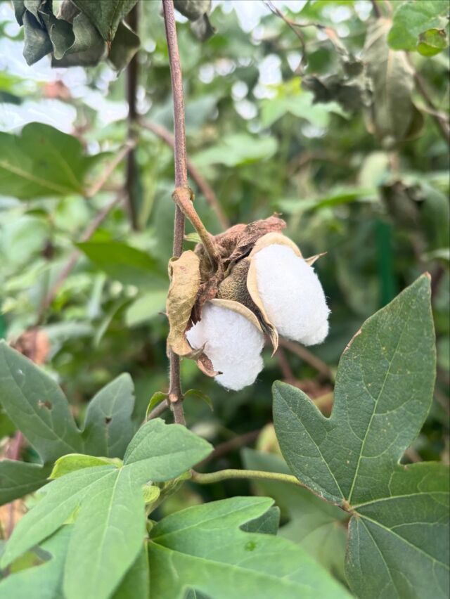 ふわっふわの綿が採れました😊🤍

#綿花 #和綿 #自由が丘sdgs宣言 #自由が丘和綿プロジェクト #収穫