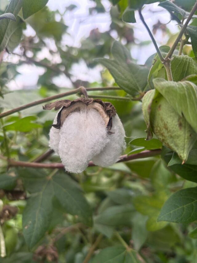 晴れたので収穫へ🌺
富士山、とっても綺麗に見えました🏔️

#秋晴れ #綿花 #ふわふわ #和綿の種ひろがるプロジェクト #自由が丘和綿プロジェクト #自由が丘sdgs宣言 #富士山