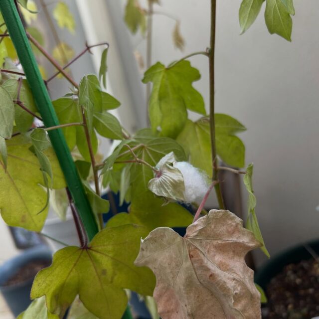 最近のベランダ🐐🌿
育てていた和綿にやっと綿ができました！🌸うれしー

干し芋高いのにさつまいも安いからと、家で干し芋を干したり🍠
干し芋は炊飯器で炊いて皮剥いて、卵スライサーで薄くして干すだけ。味見してるだけでどんどん減っていく…😌
#自由が丘和綿プロジェクト #和綿
#自由が丘sdgs宣言 
jiyugaokawamen 
#干し芋 #ヤギガーデン🐐