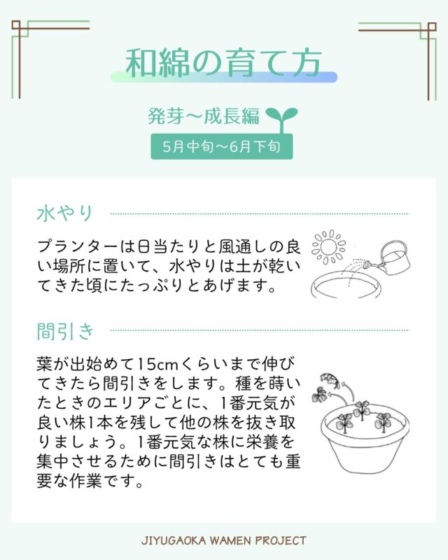 梅雨らしい雨の日が続いてますね☔

そろそろ葉が出始めて15cmくらいまで成長してきた方は、間引きをしてくださいね。
せっかく育ってきたのに抜いてしまうのはかわいそうだと思ってしまいますが、株が多いと栄養分が分散されてしまい、成育が悪くなる原因となります。栄養を集中させて、元気な株を育てましょう。

#自由が丘和綿プロジェクト #和綿 #自由が丘 #自由が丘sdgs宣言