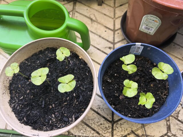 今年も種をいただき始めました🌱うまく育ちますように😌🐏

#自由が丘sdgs宣言 #自由が丘和綿プロジェクト #和綿 #ヤギガーデン🐐
