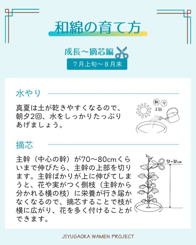 みなさん、和綿の成長はいかがですか？

まだしばらくは雨の日や曇りがちな天気が続きそうですが、日差しの強い真夏のような日には、土が乾きやすいので朝夕とお水をたっぷりあげてくださいね。
主幹が70～80cmを超えるくらい伸びてきたら、花や実がたくさん付くように摘芯しましょう。

#自由が丘和綿プロジェクト #和綿 #自由が丘 #自由が丘sdgs宣言
