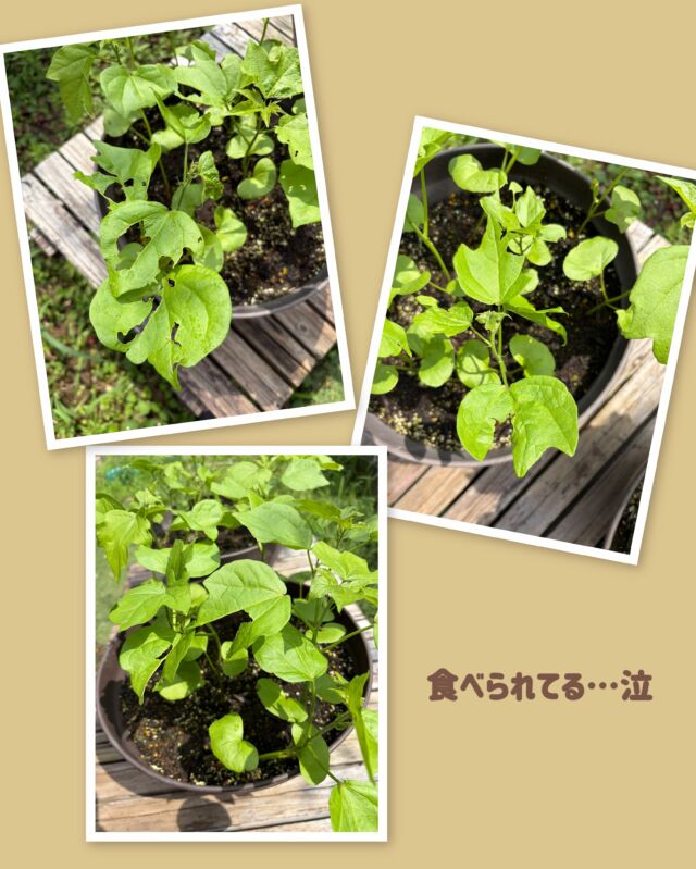 今年もやられました🐛

#自由が丘和綿プロジェクト #自由が丘 #和綿 #自由が丘sdgs宣言
