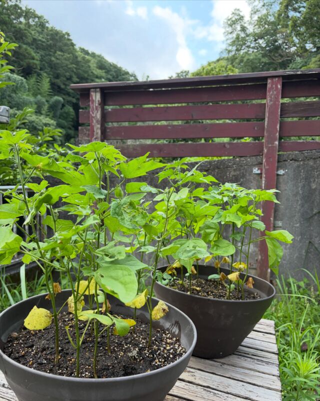 育ってまいりました

#自由が丘和綿プロジェクト #和綿 #自由が丘