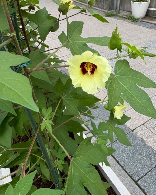 ♪
＼ 自由が丘和綿プロジェクト ／
5月に産業能率大学の皆さんと一緒に植えた和綿の苗。

あれから約3か月が経ち、すくすくと成長し、かわいらしい黄色い花がたくさん咲いています💛
駅前を通るたびに「今日はどんな表情を見せてくれるかな？」と、
私たちもワクワクしながら見守っています。

道行く方が足を止めて眺めたり、興味を持ってくださる姿を見るたびに、
和綿が少しずつ自由が丘の街に根付いてきていることを嬉しく感じます🕊

この花がやがて実となり、ふわふわの綿へと育っていきます！

自由が丘へお越しの際は、ぜひ三井住友銀行前のプランターをのぞいて、
和綿の成長を一緒に見守っていただけたら嬉しいです🌿

ーーーーーーーーーーーーーーーー
自由が丘和綿プロジェクト
ーーーーーーーーーーーーーーーー

#自由が丘和綿プロジェクト
#和綿の種ひろがるプロジェクト
#産業能率大学 #地域活動
#HOME GROWN
